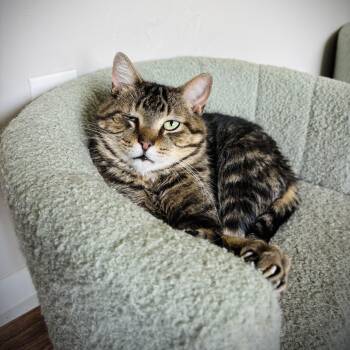 Virgil -  Domestic Short Hair Cat for Adoption in Buffalo, New York - Virgil | PetCurious