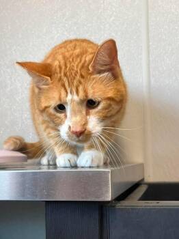 Rufus -  Domestic Short Hair Cat for Adoption in Bolivar, Missouri - Rufus | PetCurious