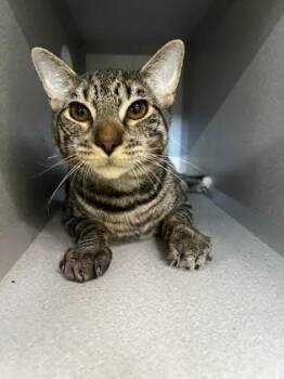 Ticktale -  Domestic Short Hair Cat for Adoption in Sacramento, California - Ticktale | PetCurious