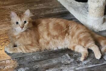 Domestic Medium Hair Cats Available for Adoption - OJ | PetCurious