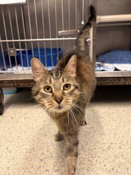 Cyrus -  Domestic Short Hair Cat for Adoption in Bowling Green, Ohio - Cyrus | PetCurious