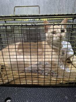 YOUNG 6 -  Domestic Short Hair Cat for Adoption in San Antonio, Texas - YOUNG 6 | PetCurious