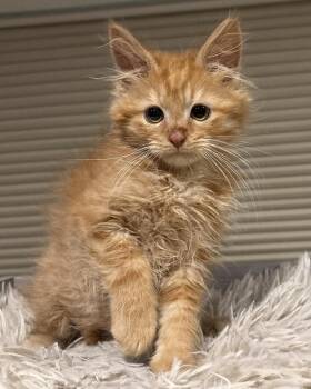 Tajin -  Domestic Medium Hair Cat for Adoption in Minneapolis, Minnesota - Tajin | PetCurious