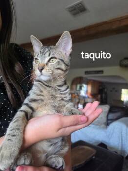 Taquito -  Tabby Cat for Adoption in San Antonio, Texas - Taquito | PetCurious
