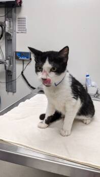 Rescue Domestic Short Hair Cats for Adoption in Cleveland, Ohio - Defender | PetCurious