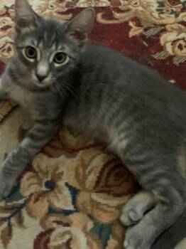 Hamlet -  Domestic Medium Hair Cat for Adoption in Rio Linda, California - Hamlet | PetCurious