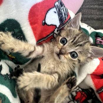 American Shorthair Cats Available for Adoption in Calimesa, California - Adelle | PetCurious