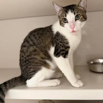 Logan -  Domestic Short Hair Cat for Adoption in Sarasota, Florida - Logan | PetCurious