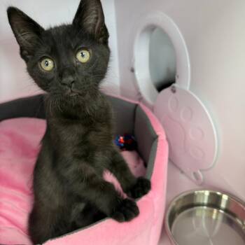 Mandible -  Domestic Short Hair Cat for Adoption in Dayton, Ohio - Mandible | PetCurious
