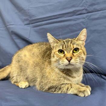 Distaff -  Domestic Short Hair Cat for Adoption in Lyndhurst, Virginia - Distaff | PetCurious