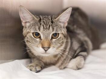ASTRO -  Domestic Short Hair Cat for Adoption in Phoenix, Arizona - ASTRO | PetCurious