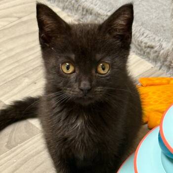 Rescue Domestic Short Hair Cats for Adoption in Westport, Connecticut - Theodore - Baker British Baby 2 | PetCurious