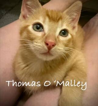 Thomas O