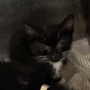 Domestic Short Hair Cats Available for Adoption in Winston-salem, North Carolina - Brienne (blue) | PetCurious