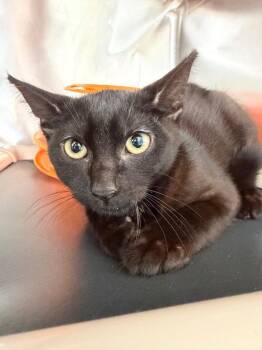 Henna -  Domestic Short Hair Cat for Adoption in Pomona, New York - Henna | PetCurious