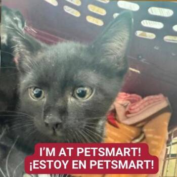 Rescue Domestic Short Hair Cats for Adoption in Carrollton, Texas - Jack | PetCurious