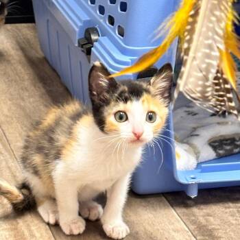 Cadet (Ghost Face) -  Domestic Short Hair Cat for Adoption in Denver, Colorado - Cadet (Ghost Face) | PetCurious