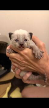 Bunny -  Domestic Medium Hair Cat for Adoption in New Kensington, Pennsylvania - Bunny | PetCurious