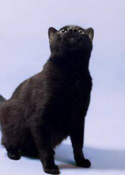 Domestic Short Hair Cats Available for Adoption - Swede | PetCurious