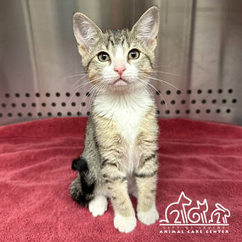 Rescue Domestic Short Hair Cats for Adoption in Irvine, California - RUMI | PetCurious