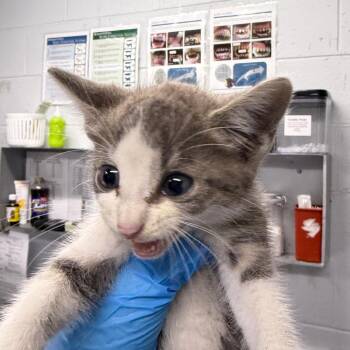 Max -  Domestic Short Hair Cat for Adoption in Summerville, South Carolina - Max | PetCurious