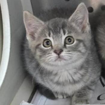 Rescue Domestic Short Hair Cats for Adoption in Orange, Virginia - Monica | PetCurious