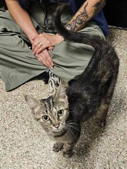 SARABI -  Domestic Short Hair Cat for Adoption in Clyde, North Carolina - SARABI | PetCurious