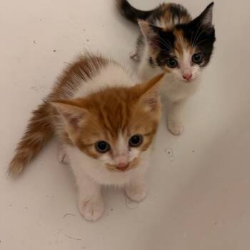 Fearless Finn -  Domestic Short Hair Cat for Adoption in New York, New York - Fearless Finn | PetCurious