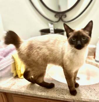 Rescue Siamese Cats for Adoption in Mooresville, North Carolina - Melodie | PetCurious