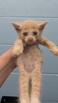 Radon -  Domestic Short Hair Cat for Adoption in Evansville, Indiana - Radon | PetCurious
