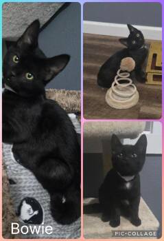 Bowie -  Domestic Short Hair Cat for Adoption in Newberg, Oregon - Bowie | PetCurious