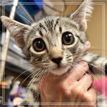 FWT Emerald -  Domestic Short Hair Cat for Adoption in Midland, Texas - FWT Emerald | PetCurious