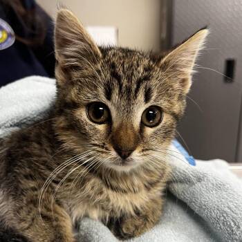 Domestic Short Hair Cats Available for Adoption in Vineland, New Jersey - Cookie | PetCurious