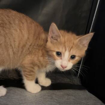 Aladdin -  Domestic Short Hair Cat for Adoption in Edwards, Illinois - Aladdin | PetCurious