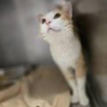 Xander -  Domestic Short Hair Cat for Adoption in Eagle Mountain, Utah - Xander | PetCurious