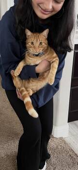 Simba -  American Shorthair Cat for Adoption in Hayward, California - Simba | PetCurious