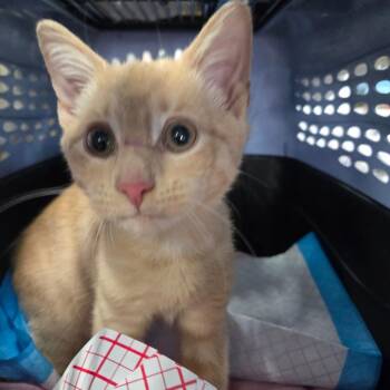 Bullwinkle -  Domestic Short Hair Cat for Adoption in Newark, New Jersey - Bullwinkle | PetCurious