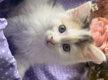 Gigi -  Domestic Short Hair Cat for Adoption in Gradyville, Kentucky - Gigi | PetCurious