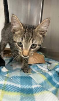Meatlug -  Domestic Short Hair Cat for Adoption in Hartsville, South Carolina - Meatlug | PetCurious
