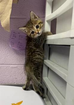 61139802 -  Domestic Short Hair Cat for Adoption in El Paso, Texas - 61139802 | PetCurious