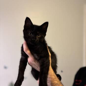 Rescue Domestic Short Hair Cats for Adoption in Hamilton Township, New Jersey - ROVER | PetCurious