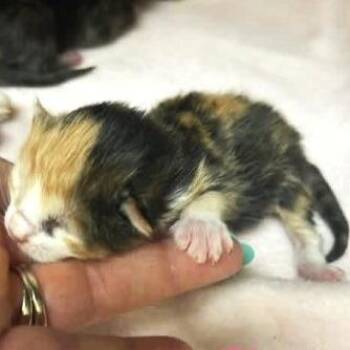Reya -  Domestic Short Hair Cat for Adoption in Brownsboro, Alabama - Reya | PetCurious