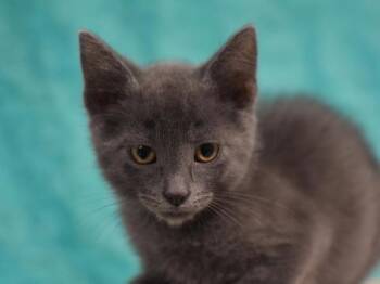 Summit -  Domestic Short Hair Cat for Adoption in Portland, Oregon - Summit | PetCurious