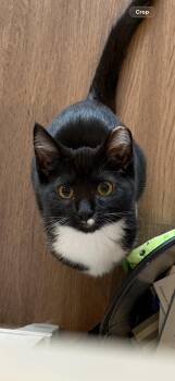Winston -  Domestic Short Hair Cat for Adoption in Maple Valley, Washington - Winston | PetCurious