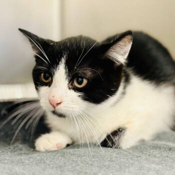 Rescue Domestic Short Hair Cats for Adoption in Jackson Township, New Jersey - Yogi Bear | PetCurious