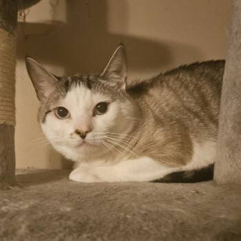 Neo -  Domestic Short Hair Cat for Adoption in Winchester, Virginia - Neo | PetCurious