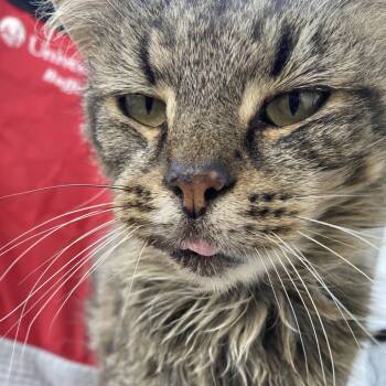 Rescue Domestic Medium Hair Cats for Adoption in Lynchburg, Virginia - Little Miss | PetCurious