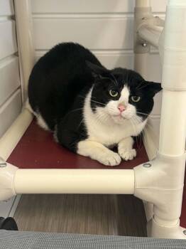 Kitty BooBoo -  Domestic Short Hair Cat for Adoption in Marion, Ohio - Kitty BooBoo | PetCurious