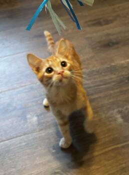 Rachel - Athens GA -  Domestic Short Hair Cat for Adoption in Greensboro, Georgia - Rachel - Athens GA | PetCurious