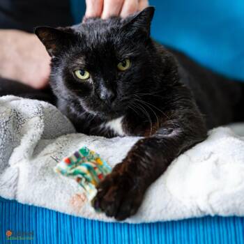 Domestic Short Hair Cats Available for Adoption in Hamilton, Ontario - Felix | PetCurious